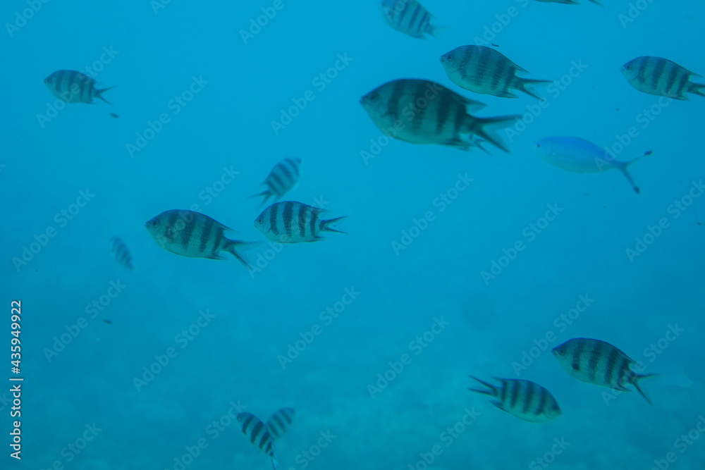 Naklejka premium Underwater fishes and corals.