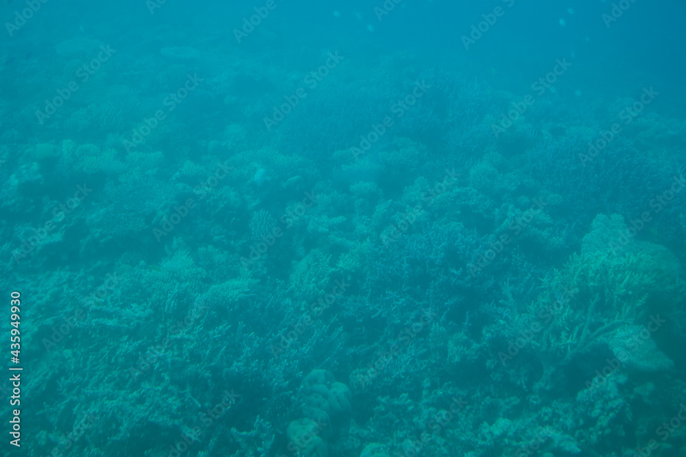 Tropical coral reef. Underwater fishes and corals.