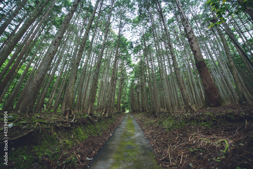 杉並木, 蓬莱山トレッキング