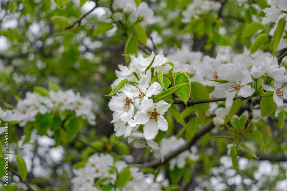White flowers and green leaves of fruit tree White flowers and green leaves of fruit tree