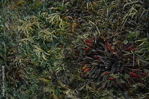 冬の雑草