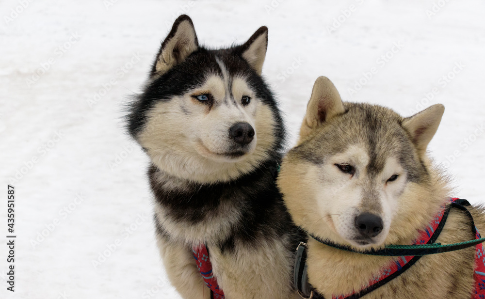 Portrait of two dogs of the husky breed. Close-up of the head. Background - white snow. Portrait of two dogs of the husky breed. Close-up of the head. Background - white snow.