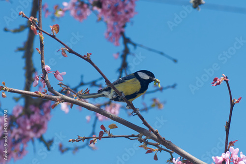 mésange charbonnière photo