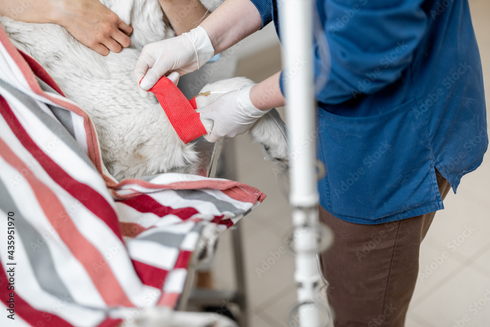 Specialist injects a dropper into the dog's paw with pet owner near. Veterinary doctor treats a big white dog in a veterinary clinic. Close up. Specialist injects a dropper into the dog's paw with pet owner near. Veterinary doctor treats a big white dog in a veterinary clinic. Close up.