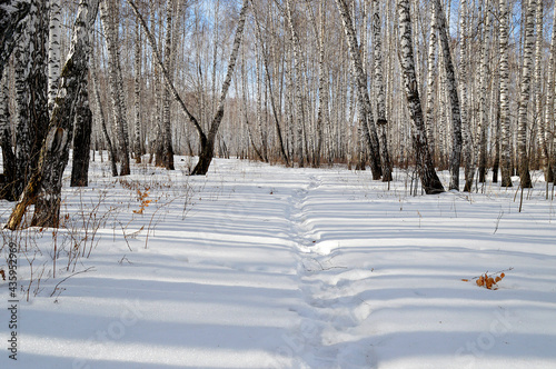 trees in snow