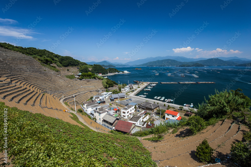 Obraz premium 遊子水荷浦の段畑(愛媛県宇和島市)