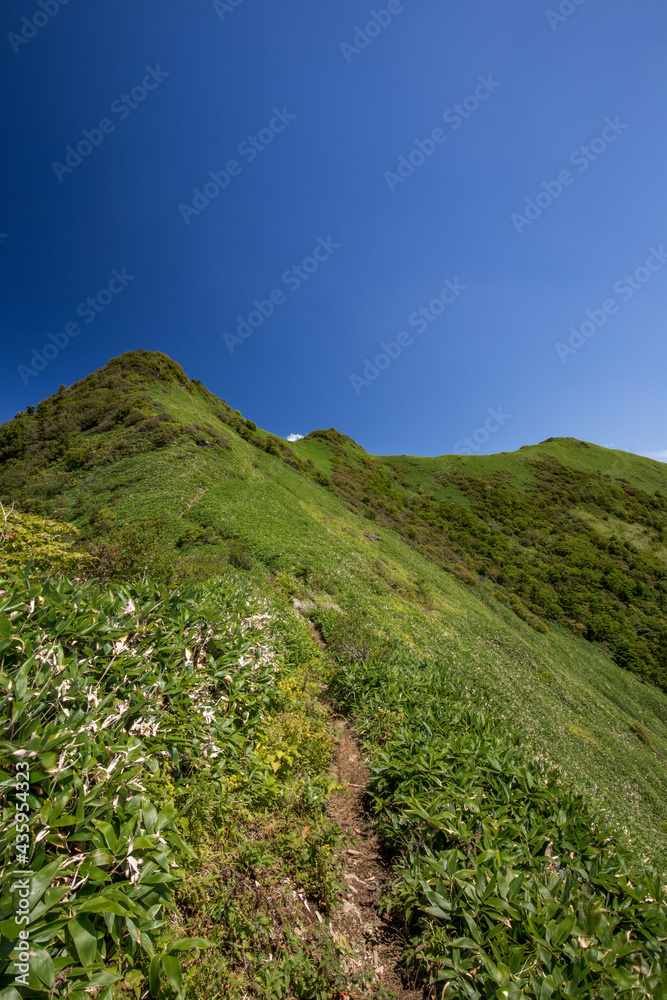 Fototapeta premium 伊予富士付近の登山道