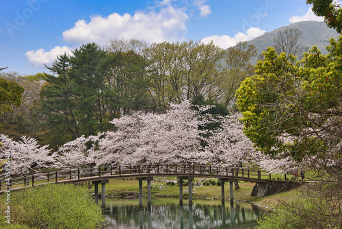 三重県伊勢市　五十鈴川と伊勢神宮（内宮）周辺の桜
