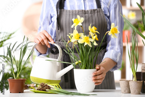Fototapeta Naklejka Na Ścianę i Meble -  Gardener with narcissus plant in pot and watering can at table
