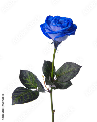 Fototapeta Naklejka Na Ścianę i Meble -  Beautiful blue rose on white background