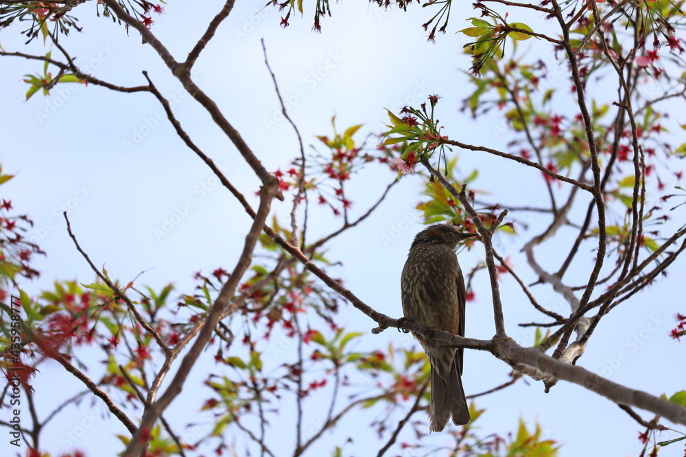 春の公園に咲くサクラの枝に止まるヒヨドリ