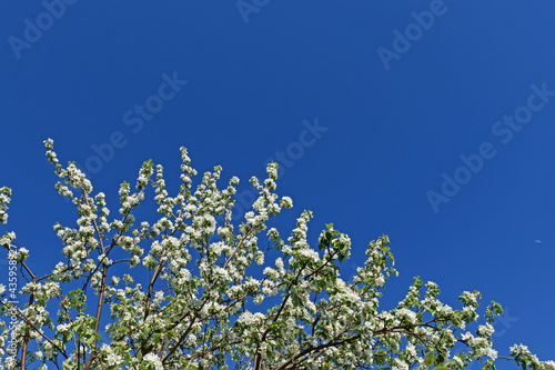 Top of a blooming apple tree against a blue sky
