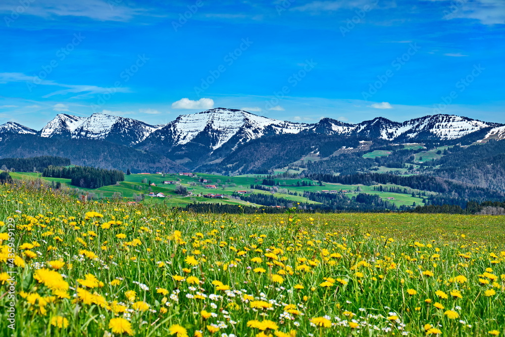 Frühling mit Blumenwiesen und Schnee auf Gipfel in den Alpen, Bayern Frühling mit Blumenwiesen und Schnee auf Gipfel in den Alpen, Bayern