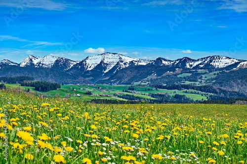 Frühling mit Blumenwiesen und Schnee auf Gipfel in den Alpen, Bayern photo
