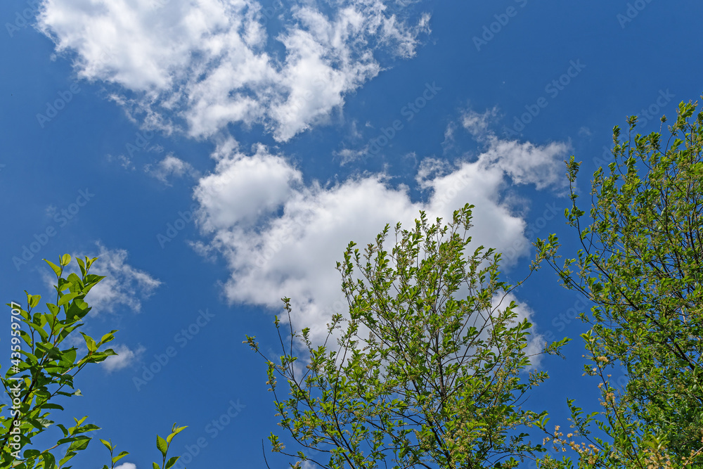 The upper branches of the bird cherry on the background of the blue sky with white clouds The upper branches of the bird cherry on the background of the blue sky with white clouds