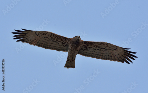 short toad snake eagle bird hovering in sky