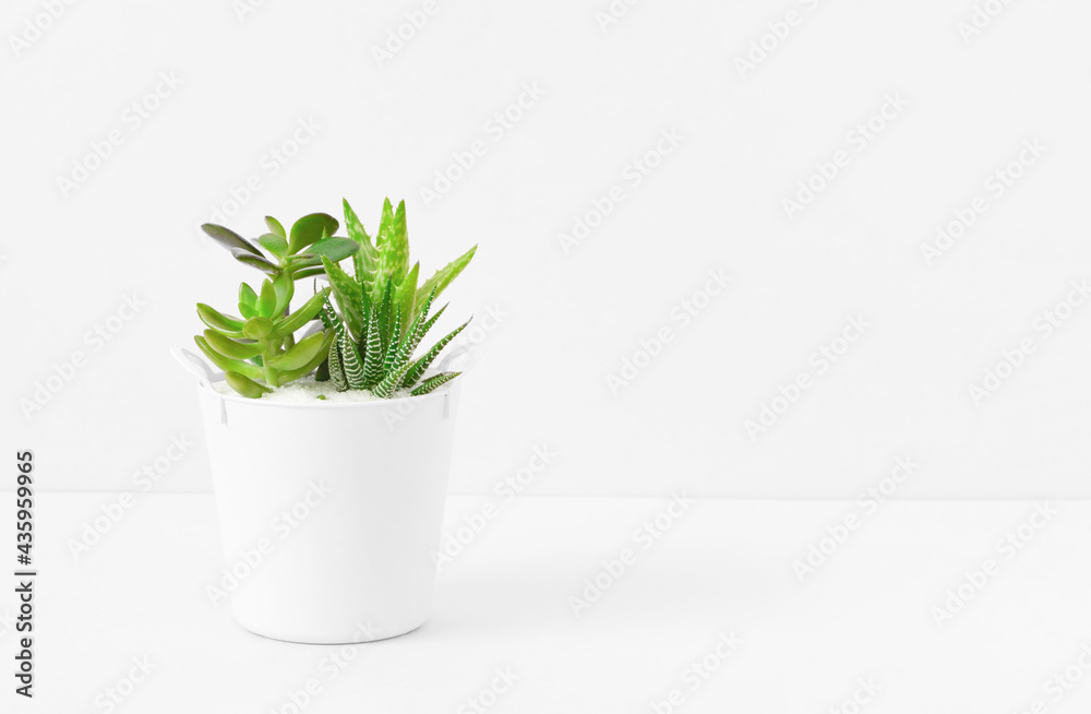 Plants in the room. Succulents and white background. 部屋の中の植物。多肉植物と白背景