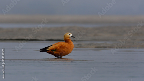 ruddy shelduck bird in a lake © UTTAM