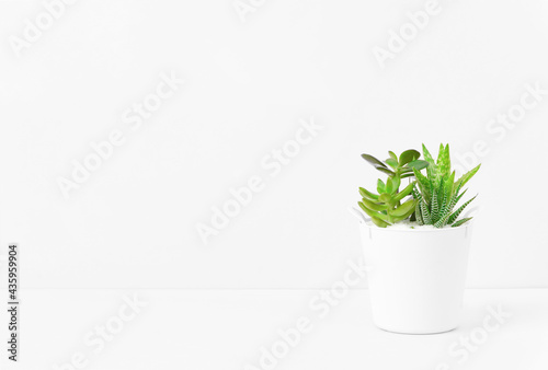 Plants in the room. Succulents and white background. 部屋の中の植物。多肉植物と白背景