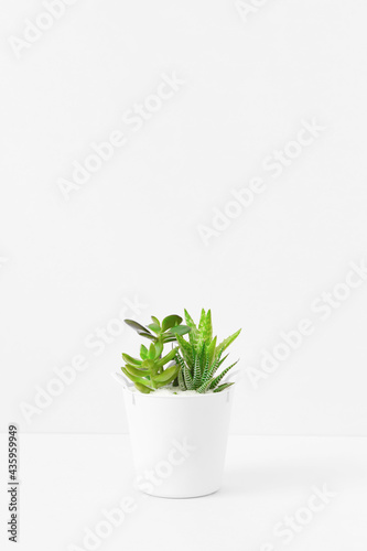 Fototapeta Naklejka Na Ścianę i Meble -  Plants in the room. Succulents and white background. 部屋の中の植物。多肉植物と白背景