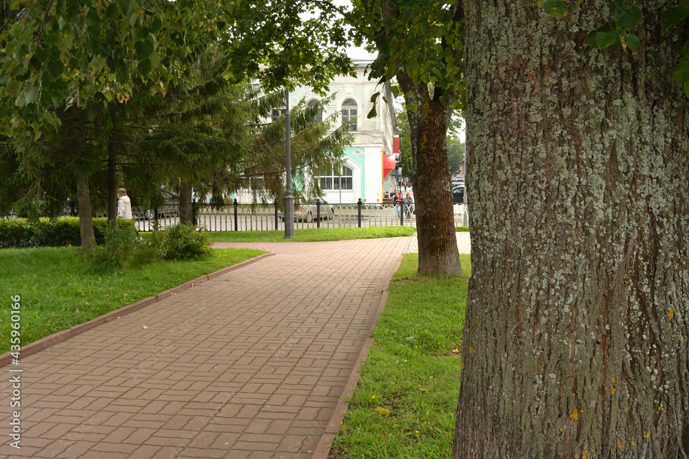 Public park in the business part of the city, the trunk of an old linden tree close-up against the background of a pedestrian path, greenery and buildings. Summer city landscape. Rybinsk, Russia.