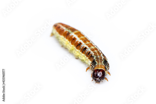 Image of brown pattern caterpillars isolated on white background. Animal. Insect.