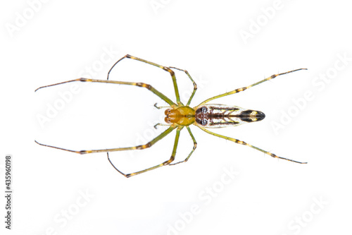 Image of Decorative Big-jawed Spider(Leucauge decorate) isolated on white background. Animal. Insect.