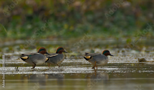 common teal duck bird in lake searching food