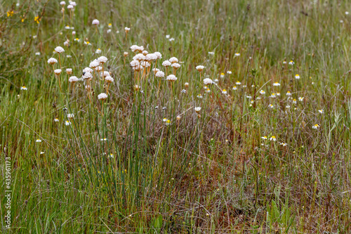 Cephalaria leucantha. Giant scabious in the meadow.