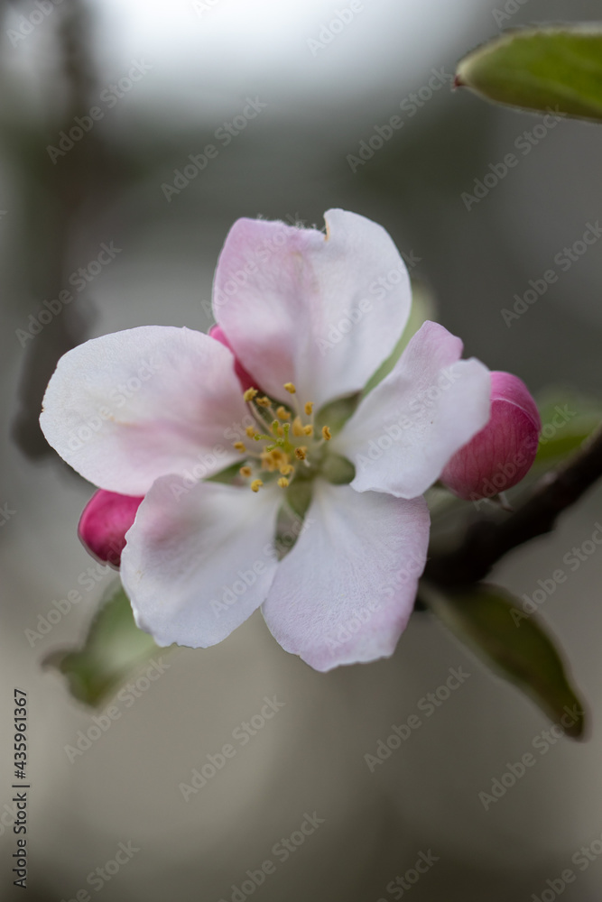 Obraz premium Apple Tree in Spring. Full Bloom Closeup. Feminine Delicate Pink Floral.