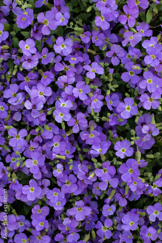 Aubrieta Flower Carpet, Beautiful Groundcover in Garden. Purple Nature Carpet