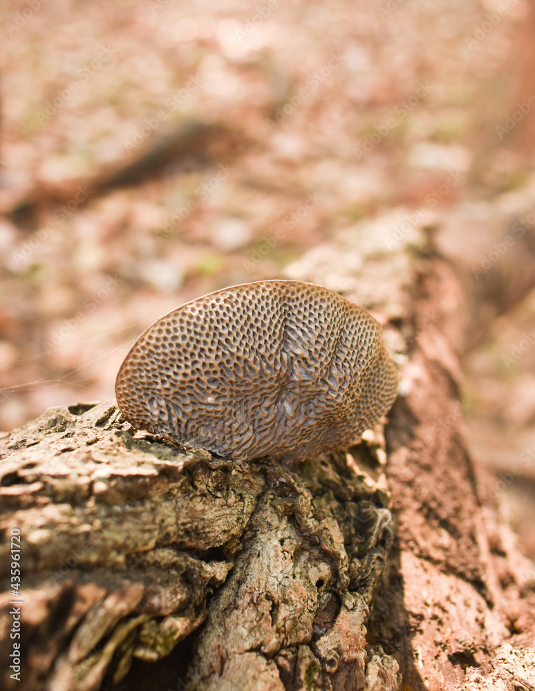 A bracket fungus (Pycnoporus sp.) with a tough, woody cap A bracket fungus (Pycnoporus sp.) with a tough, woody cap