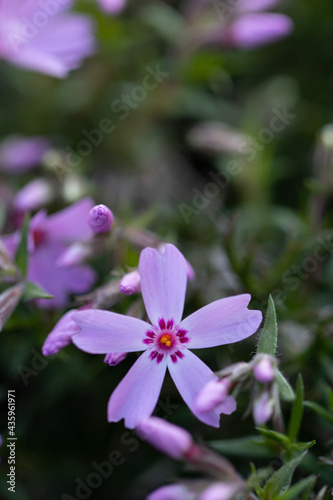 Creeping Phlox Flower close-up. Beautiful garden shot.