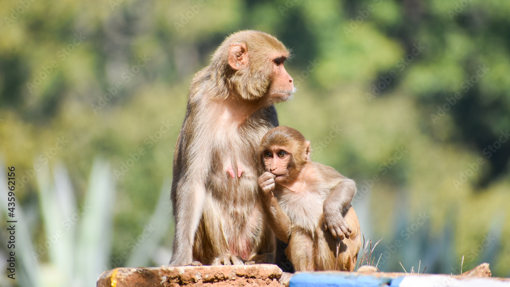 Obraz premium The rhesus macaque (Macaca mulatta), colloquially rhesus monkey, is a species of Old World monkey