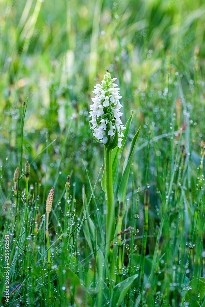 White dactylorhiza incarnata orchid on a wet meadow White dactylorhiza incarnata orchid on a wet meadow