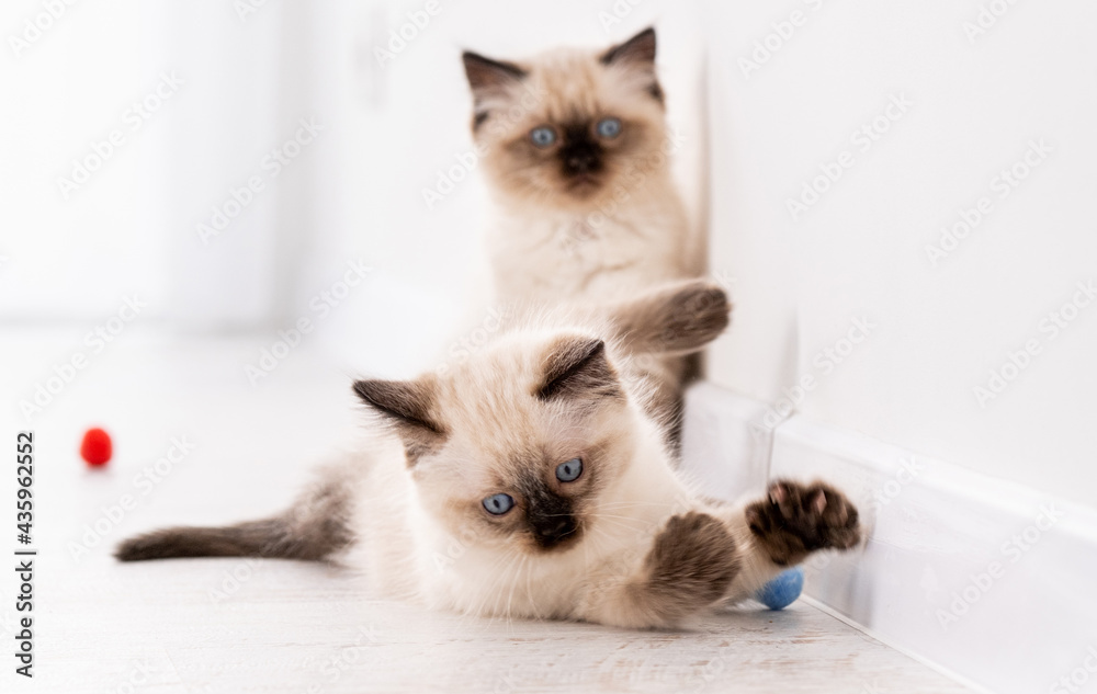 Kittens Ragdoll playing with toys
