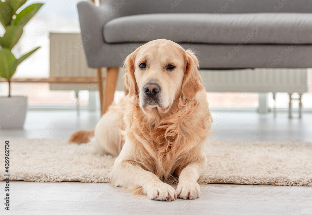 Golden retriever dog indoor Golden retriever dog indoor