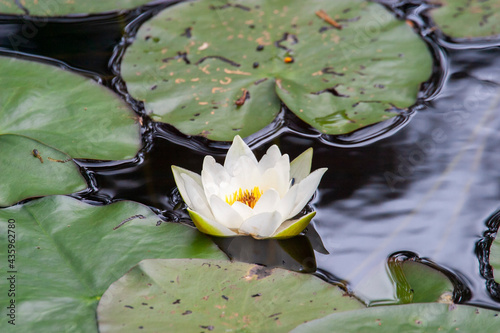 Canvas-taulu Flowering White water lily in a pond