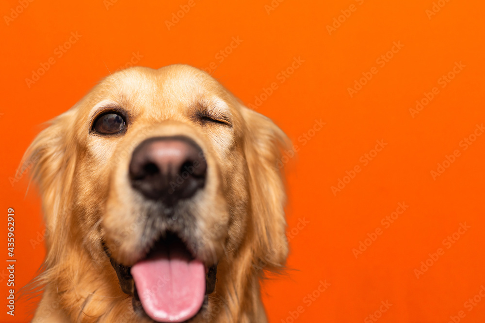 Handsome pure breed golden retriever is one eye closed dog on a orange studio background.Closeup.Copy space.
