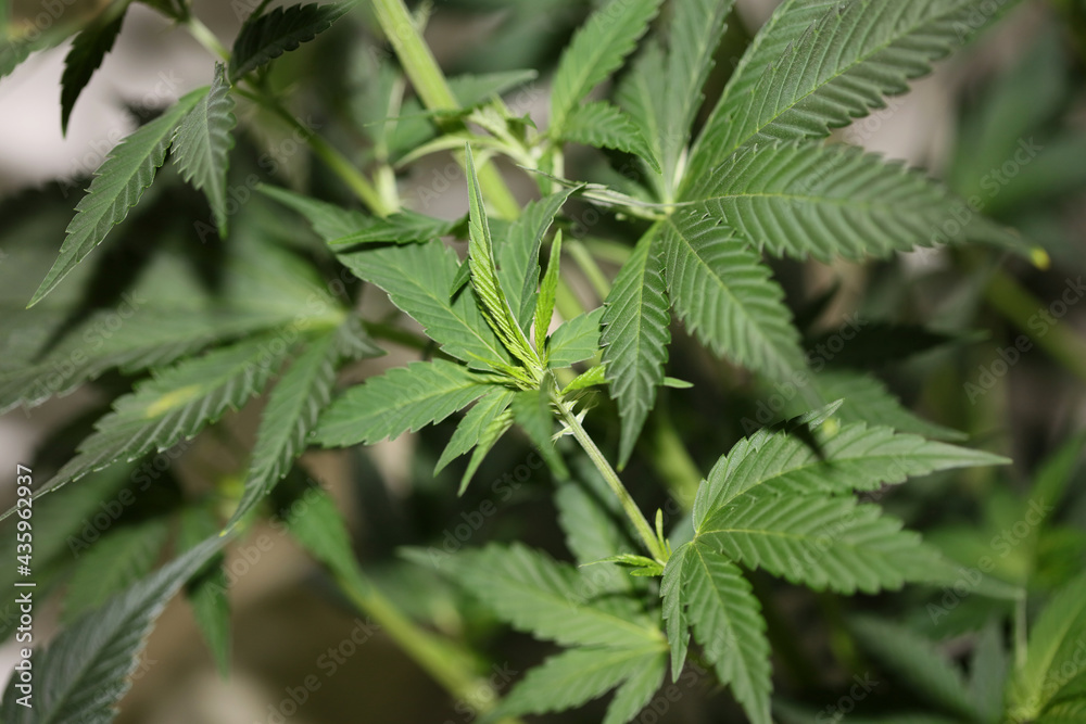 Marihuana plant close up on leaves cannabis indica family cannabaceae modern botanical background high quality big size print medical super lemon haze Marihuana plant close up on leaves cannabis indica family cannabaceae modern botanical background high quality big size print medical super lemon haze