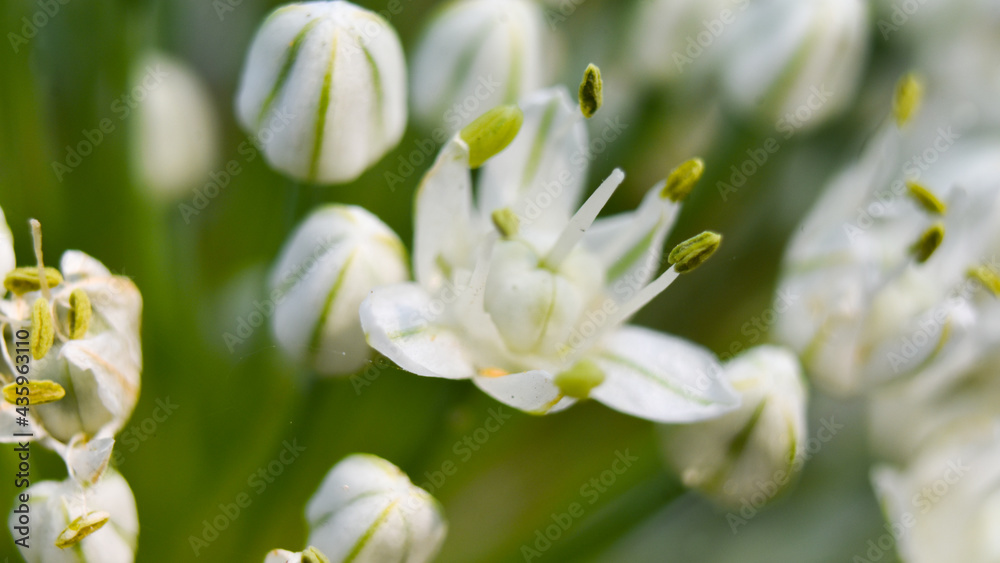 Flower of the onion (Allium cepa ), also known as the bulb onion or common onion Flower of the onion (Allium cepa ), also known as the bulb onion or common onion