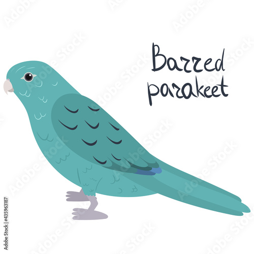 Barred parakeet, also known as lineolated, Catherine parakeet in cartoon style on white background. Vector hand drawn illustration. Bolborhynchus lineola photo