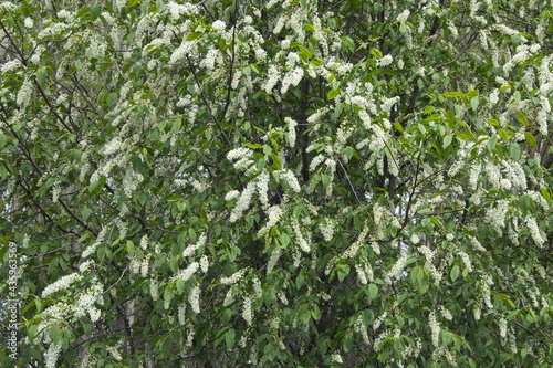 Prunus padus, bird cherry tree flowers, Finland