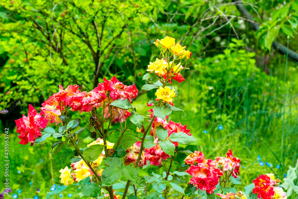 Obraz premium 日出のバラ