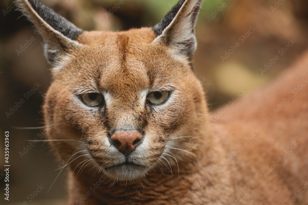 Naklejka premium Caracal