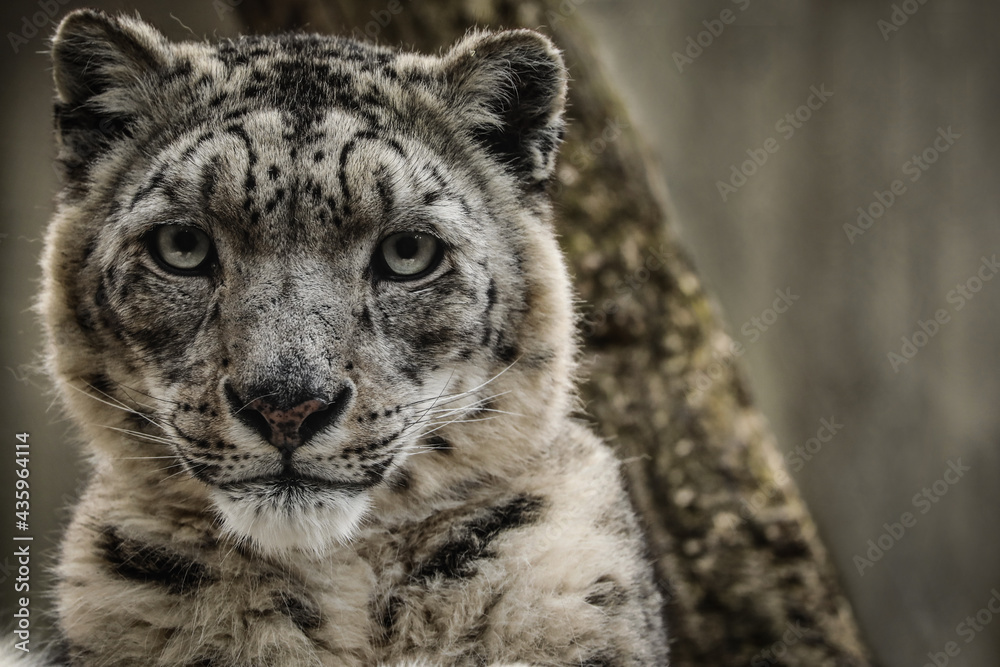 Naklejka premium Irbis