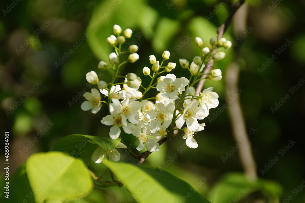 white flowers of a tree white flowers of a tree