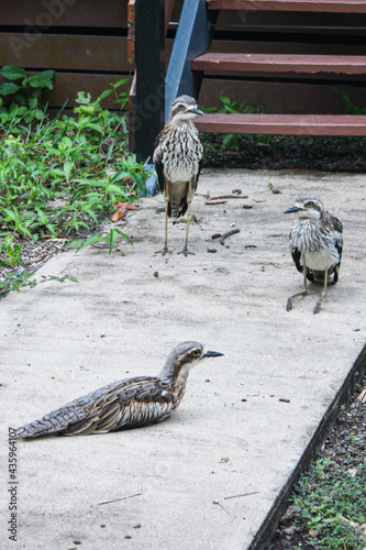 Bush stone-curlew (Burhinus grallarius) birds on walkway photo