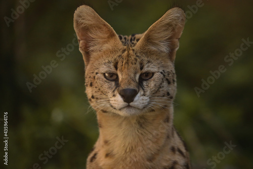 Serval