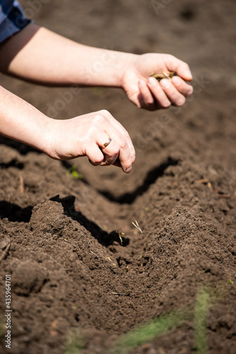 sow seeds in the soil